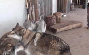3 Rescue Wolf Dogs Mix Playing LARC3