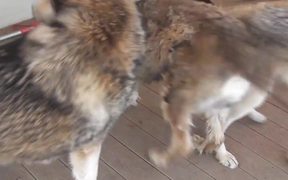 3 Rescue Wolf Dogs Mix Playing LARC3