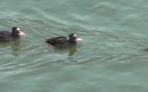 4 Ducks Swim By Alaska Mohr Productions