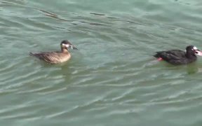 4 Ducks Swim By Alaska Mohr Productions