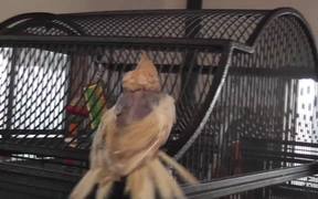 Bobby Bird Bouncing Dancing Featherless LARC 081