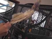 Bobby Bird Bouncing Dancing Featherless LARC 081 - Animals - Y8.COM