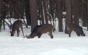 Buck Stands in the Snow Eating with 2 Deer