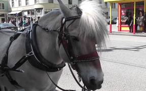 Carriage Horse Tourism Alaska Mohr Productions