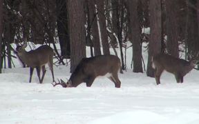 Buck Stands in the Snow Eating with 2 Deer - Animals - VIDEOTIME.COM