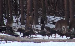 Dozens of Turkeys Eating and Pecking in the Snow