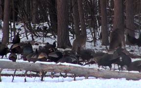 Dozens of Turkeys Eating and Pecking in the Snow