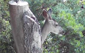 Deer Eating Leaves Julian - Animals - VIDEOTIME.COM