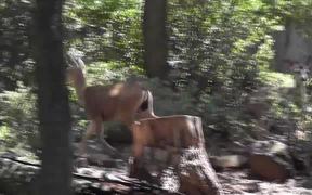 Deer Running on Hill Julian - Animals - VIDEOTIME.COM