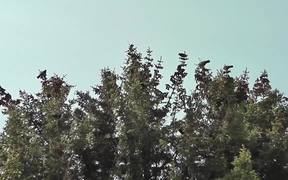 Dozens Black Birds Cover Tree Tops Alaska