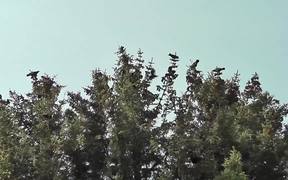 Dozens Black Birds Cover Tree Tops Alaska
