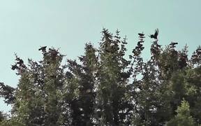 Dozens of Birds Cover Tree Alaska - Animals - VIDEOTIME.COM