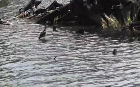 Drive By Birds In Water Alaska