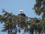 Eagle in Tree Medium Alaska