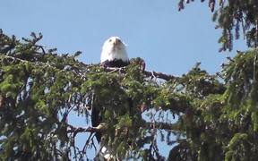 Eagle in Tree 2 Alaska - Animals - VIDEOTIME.COM