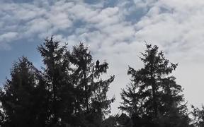 Eagle In Tree Zoom In Shadow Alaska