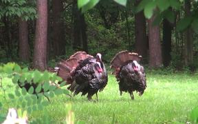 Turkeys Display Feathers for Mating and Attracting - Animals - VIDEOTIME.COM