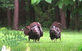 Turkeys Display Feathers for Mating and Attracting - Animals - VIDEOTIME.COM