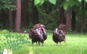 Turkeys Display Feathers for Mating and Attracting