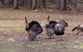Male Turkeys Display and Walk while Females