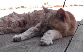 Old Red Cat Resting Rescue - Animals - VIDEOTIME.COM
