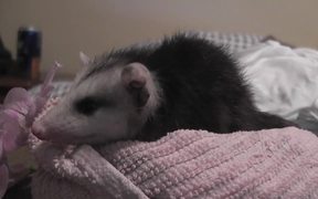 Opossum Baby Possum Rescued On Bed