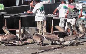 Pelicans Eating Butchered Swordfish Cabo San Lucas