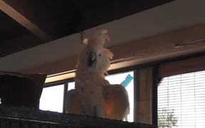 Parrot White And Orange On Cage LARC - Animals - VIDEOTIME.COM