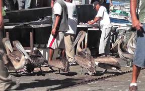Pelicans Eating Butchered Swordfish Cabo San Lucas
