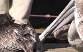Pelicans Eating Butchered Swordfish Cabo San Lucas - Animals - VIDEOTIME.COM
