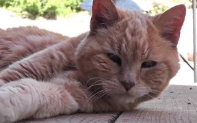 Red Cat Close Up Older Rescued