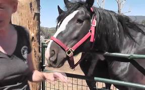 Premarin Horse Rescued LARC
