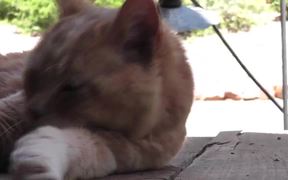 Red Cat Close Up Older Rescued - Animals - VIDEOTIME.COM