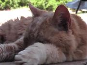 Red Cat Close Up Older Rescued - Animals - Y8.COM