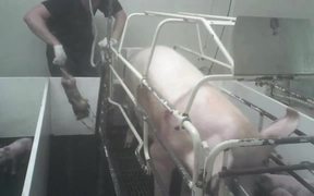 Pipestone Pig Piglet Cruelty Undercover Video MFA