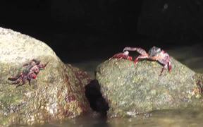 Red Crabs On Rocks Cabo San Lucas