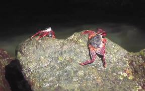 Red Crabs On Rocks Cabo San Lucas - Animals - VIDEOTIME.COM