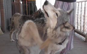Rescue Wolf Dog Mix Scratches Himself LARC - Animals - VIDEOTIME.COM