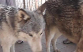 Rescue Wolf Dog Mix Scratches Himself LARC