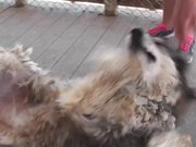 Rescue Wolf Dog Mix Rolls On Back2 LARC