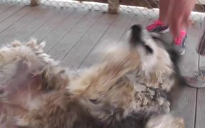 Rescue Wolf Dog Mix Rolls On Back2 LARC - Animals - VIDEOTIME.COM