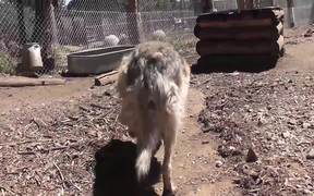 Rescue Wolf Dog Mix Walks Feet Harmony LARC - Animals - VIDEOTIME.COM