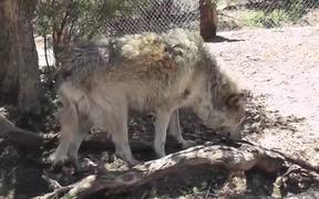 Rescue Wolf Dog Walks By Branches LARC