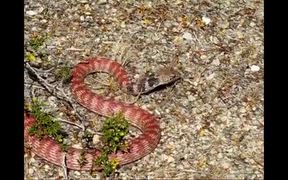 Joshua Tree National Park: Burrow Raiding - Animals - VIDEOTIME.COM