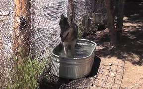 Rescue Wolf in Water Walks Away LARC - Animals - VIDEOTIME.COM
