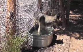 Rescue Wolf in Water Walks Away LARC