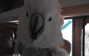 Salmon Crested Cockatoo Grabs Camera Lens LARC - Animals - VIDEOTIME.COM