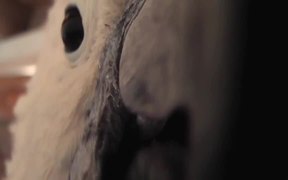 Salmon Crested Cockatoo Grabs Camera Lens LARC