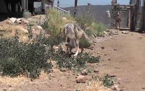 Rescue Wolf Walking On Dirt LARC