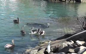 Sea Lion Swimming With Pelicans Cabo San Lucas - Animals - VIDEOTIME.COM